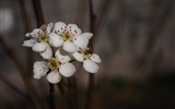 꽃의 HD 사진 모음 (2) #5
