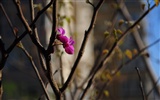 collection Fleurs photographie HD (2) #9