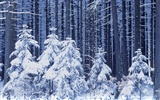 Snow widescreen wallpaper (1) #2