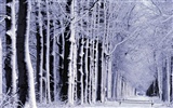 Fond d'écran panoramique de neige (1) #18