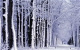 Snow widescreen wallpaper (1) #18