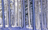 Fond d'écran panoramique de neige (2) #18