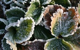 冰雪植物 壁纸专辑(二)1