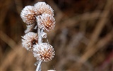 冰雪植物 壁纸专辑(二)2