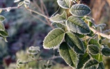 冰雪植物 壁纸专辑(二)10