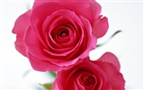 Rose Foto Wallpaper (4)