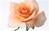 Rose Foto Wallpaper (4) #8