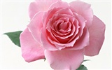 Rose Foto tapety (4) #11