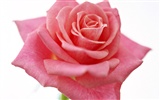 Rose Foto Wallpaper (4) #15