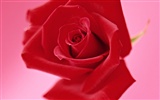 Rose Foto Wallpaper (4) #20