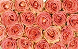 Rose Foto tapety (5) #14