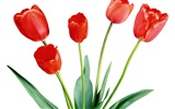 Tulip Tapete Album (1)