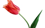 Tulip wallpaper album (1) #8