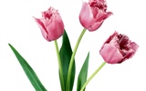 Tulip wallpaper album (1) #9