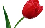 Tulip wallpaper album (1) #18