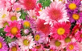 Widescreen wallpaper flowers close-up (12)