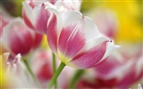 Widescreen wallpaper flowers close-up (12) #4