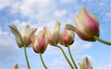 Widescreen-Wallpaper Blumen close-up (12) #8