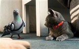 개와 고양이 : 키티 풍부한 맛의 HD 벽지의 복수 #14