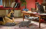 猫と犬：キティ豊富HDの壁紙の復讐 #19