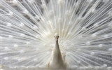 National Geographic animal wallpaper album (7) #8