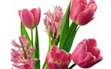 Tulip wallpaper album (2) #5