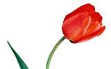 Tulip wallpaper album (2) #7