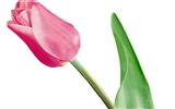 Tulip wallpaper album (2) #8