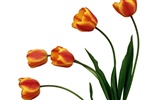 Tulip wallpaper album (2) #11