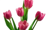 Tulip wallpaper album (2) #18