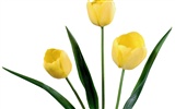 Tulip wallpaper album (2) #19