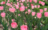 Tulip tapety album (3)