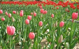 Tulip wallpaper album (3) #5