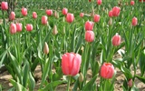 Tulip Tapete Album (3) #6