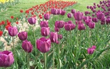 Tulip Tapete Album (3) #9