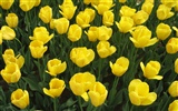 Tulip Tapete Album (3) #12