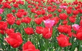 Tulip wallpaper album (3) #13