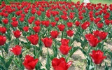 Tulip wallpaper album (3) #14