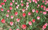 Tulip Tapete Album (3) #15