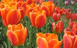 Tulip Tapete Album (4)