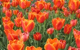 Tulip wallpaper album (4) #5