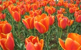 Tulip wallpaper album (4) #6