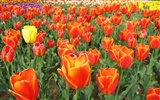 Tulip wallpaper album (4) #7