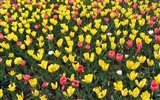 Tulip Tapete Album (4) #8