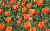 Tulip tapety album (4) #10