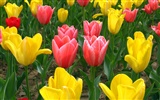 Tulip Tapete Album (5)