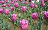 Tulip wallpaper album (5) #7