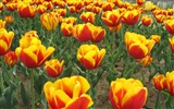 Tulip wallpaper album (5) #13