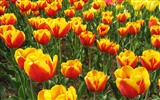 Tulip wallpaper album (5) #15