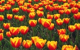 Tulip wallpaper album (5) #16